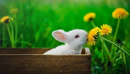 半岛体育app下载-第三节崩盘双加时戏剧落败 穆雷糟糕表现压沉掘金